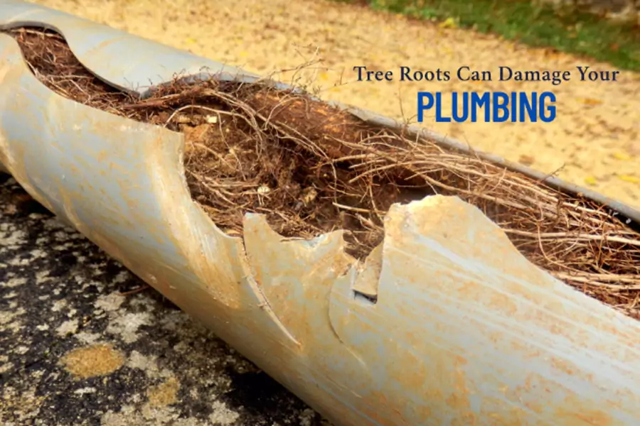 How Tree Roots Can Damage Your Plumbing and What to Do About It?